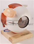    Giant Five-Part Eyeball Anatomical Model